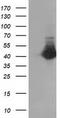 Cystathionine Gamma-Lyase antibody, TA502443, Origene, Western Blot image 