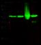 Mitogen-Activated Protein Kinase Kinase 1 antibody, 101351-T38, Sino Biological, Western Blot image 