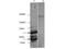 Histone Deacetylase 2 antibody, NBP1-44095, Novus Biologicals, Western Blot image 