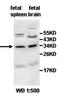 IMP U3 Small Nucleolar Ribonucleoprotein 4 antibody, orb77964, Biorbyt, Western Blot image 