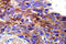 EGFR antibody, AP20880PU-N, Origene, Immunohistochemistry frozen image 