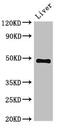 Proteasome 26S Subunit, ATPase 4 antibody, CSB-PA018894LA01HU, Cusabio, Western Blot image 