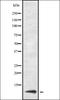 Ubiquitin Related Modifier 1 antibody, orb337111, Biorbyt, Western Blot image 
