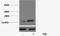 H2A Histone Family Member Z antibody, A68351-100, Epigentek, Western Blot image 