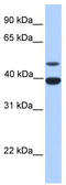 Inhibin Subunit Alpha antibody, TA335848, Origene, Western Blot image 