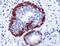 Keratin 6C antibody, PA5-32466, Invitrogen Antibodies, Immunohistochemistry frozen image 