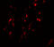 Breast Carcinoma Amplified Sequence 1 antibody, A13589, Boster Biological Technology, Immunofluorescence image 