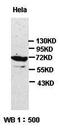 Heat shock 70 kDa protein 1A/1B antibody, orb77265, Biorbyt, Western Blot image 