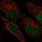 Zinc Finger Protein 594 antibody, HPA067178, Atlas Antibodies, Immunocytochemistry image 