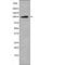 Leptin Receptor antibody, PA5-64634, Invitrogen Antibodies, Western Blot image 