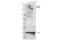 AT-Rich Interaction Domain 1B antibody, 92964S, Cell Signaling Technology, Western Blot image 