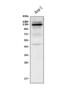 Cytokine receptor common subunit beta antibody, A02219-3, Boster Biological Technology, Western Blot image 