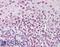 AT-Rich Interaction Domain 5B antibody, LS-B7987, Lifespan Biosciences, Immunohistochemistry frozen image 