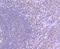 YY1 Transcription Factor antibody, A00833, Boster Biological Technology, Immunohistochemistry frozen image 