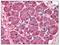 Ski oncogene antibody, AP07736PU-N, Origene, Immunohistochemistry frozen image 