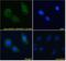 A-Kinase Anchoring Protein 9 antibody, 45-232, ProSci, Enzyme Linked Immunosorbent Assay image 
