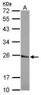 NAR antibody, LS-C155429, Lifespan Biosciences, Western Blot image 