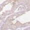 Proline Rich Coiled-Coil 2A antibody, HPA046791, Atlas Antibodies, Immunohistochemistry frozen image 