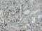 GTPase, IMAP Family Member 4 antibody, LS-C173980, Lifespan Biosciences, Immunohistochemistry frozen image 