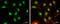 HAP3 antibody, GTX121922, GeneTex, Immunofluorescence image 