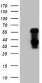 Nuclear Receptor Subfamily 1 Group D Member 2 antibody, TA806366, Origene, Western Blot image 