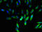 Ubiquinol-Cytochrome C Reductase, Complex III Subunit XI antibody, orb242121, Biorbyt, Immunocytochemistry image 