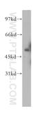 Acpl1 antibody, 12965-1-AP, Proteintech Group, Western Blot image 