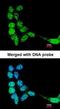 LOC80129 antibody, orb74274, Biorbyt, Immunofluorescence image 