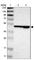 TBC1 Domain Family Member 10A antibody, HPA008142, Atlas Antibodies, Western Blot image 