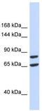 Solute Carrier Family 26 Member 8 antibody, TA334070, Origene, Western Blot image 