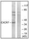 Atypical Chemokine Receptor 3 antibody, AP23646PU-N, Origene, Western Blot image 