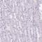 S100 Calcium Binding Protein A2 antibody, HPA062451, Atlas Antibodies, Immunohistochemistry frozen image 