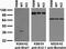 Hyaluronan And Proteoglycan Link Protein 2 antibody, 73-340, Antibodies Incorporated, Western Blot image 