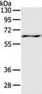 Leucine Zipper Tumor Suppressor 1 antibody, TA351367, Origene, Western Blot image 
