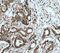 S100 Calcium Binding Protein A6 antibody, FNab07562, FineTest, Immunohistochemistry frozen image 