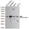 ARRB1 antibody, TA346886, Origene, Western Blot image 