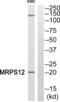 Mitochondrial Ribosomal Protein S12 antibody, abx014071, Abbexa, Western Blot image 