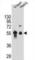 Dipeptidase 3 antibody, abx025911, Abbexa, Western Blot image 