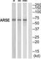 Arylsulfatase E antibody, TA313478, Origene, Western Blot image 
