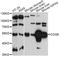 Ubiquinone biosynthesis monooxygenase COQ6 antibody, LS-C749337, Lifespan Biosciences, Western Blot image 