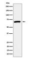 Inactive ubiquitin-specific peptidase 39 antibody, M06922-1, Boster Biological Technology, Western Blot image 