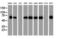 Protein disulfide-isomerase A4 antibody, LS-C173498, Lifespan Biosciences, Western Blot image 