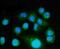 Fibroblast Growth Factor 2 antibody, A00121-3, Boster Biological Technology, Immunofluorescence image 