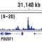 PR domain zinc finger protein 14 antibody, 83527T, Cell Signaling Technology, Chromatin Immunoprecipitation image 