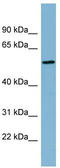 MIER Family Member 2 antibody, TA344992, Origene, Western Blot image 