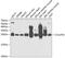 ES1 protein homolog, mitochondrial antibody, 22-215, ProSci, Western Blot image 