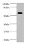 Tyrosyl-TRNA Synthetase antibody, orb240176, Biorbyt, Western Blot image 