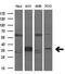 Aurora Kinase C antibody, GTX84840, GeneTex, Western Blot image 