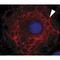 Keratin 3 antibody, IQ290, Immuquest, Immunofluorescence image 