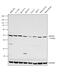 Sphingomyelin Synthase 2 antibody, PA5-26744, Invitrogen Antibodies, Western Blot image 